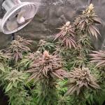 unknown-kush-desconocida-kush-fem-delicious-seeds.jpg