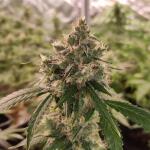 wedding-cake-auto-fem-barneys-farm.jpg
