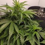 keepers-og-autoflower-fem-seedkeepers.jpg