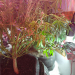 deep-purple-haze-auto-sumo-seeds.jpg