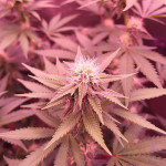 jungle-breath-fem-7ch-american.jpg