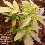 fastberry-auto-fem-fastbuds.JPG