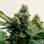 girl-scout-cookies-fem-blimburn-seeds.jpg