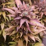 purple-lemonade-ff-fem-fastbuds.jpg