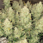 vanilla-latte-auto-fem-humboldt-seed-company.jpg