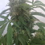 aurora-indica-nirvana-seeds.jpg