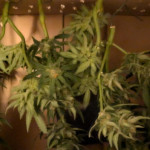 papaya-zoap-auto-fem-sweet-seeds.jpg