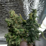 sweet-skunk-auto-fem-sweet-seeds.jpg