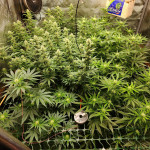 godzilla-original-glue-gg4-godzilla-glue-4-fem-herbies-seeds.jpg