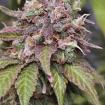 sour-strawberry-fem-barneys-farm.jpg