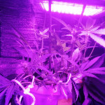sweet-skunk-auto-fem-sweet-seeds.jpg