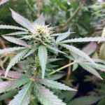 auto-northern-lights-xxl-fem-00-seeds.jpg