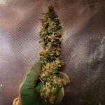 critical-kali-mist-delicious-seeds.jpg