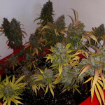 critical-kali-mist-fem-delicious-seeds.jpg