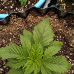 thunder-bloody-mary-auto-fem-samsara-seeds.jpg