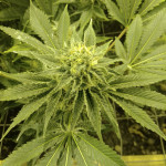 blue-kush-berry-paradise-seeds.jpg