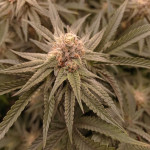 chocolate-kush-fem-00-seeds.jpg