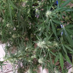 fast--vast-auto-fem-heavyweight-seeds.jpg