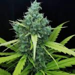 rainbow-road-fem-paradise-seeds.jpg