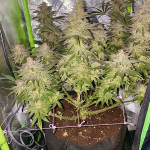lemon-cherry-gelato-fem-barneys-farm.jpg