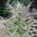 sweet-skunk-auto-fem-sweet-seeds.jpg