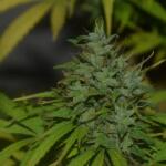 blueberry-cheese-auto-blue-cheese-auto-fem-barneys-farm.jpg