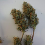 lord-kush-fem-delicious-seeds.jpg