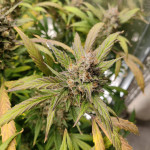 mimosa-x-orange-punch-fem-barneys-farm.jpg