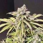 medusa-f1-auto-fem-rqs.jpg