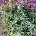 auto-northern-light-fem-victory-seeds.jpg