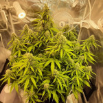 fruit-punch-auto-heavyweight-seeds.jpg