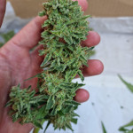 orange-apricot-glue-xl-auto-fem-sweet-seeds.jpg