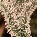 grandmommy-purple-fem-herbies-seeds.jpg