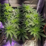 northern-lights-fem-nirvana-seeds.jpg