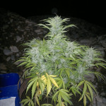 jack-47-auto-sweet-seeds.jpg