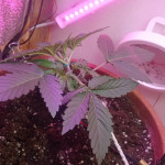 six-shooter-auto-fem-fastbuds.jpg