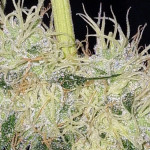 el-valle-haze-fem-compound-genetics.jpg