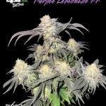 purple-lemonade-ff-fem-fastbuds.jpg