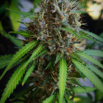papaya-zoap-auto-fem-sweet-seeds.jpg