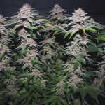 purple-punch-fem-barneys-farm.jpg