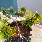 sweet-nurse-auto-cbd-fem-sweet-seeds.jpg
