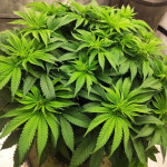 northern-lights-fem-pyramid-seeds.jpg