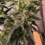 gorilla-glue-auto-fem-barneys-farm.jpg