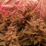 stress-killer-automatic-cbd-fem-rqs.jpg