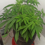 auto-critical-lemon-cbd-fem-advanced-seeds.jpg