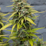 purple-punch-og-xl-auto-fem-sweet-seeds.jpg