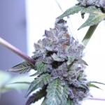 rainbow-road-fem-paradise-seeds.jpg