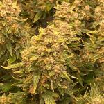 lemon-cherry-cookies-auto-fem-fastbuds.jpg