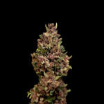 papaya-zoap-auto-fem-sweet-seeds.jpg