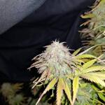 gorilla-glue-auto-fem-barneys-farm.jpg